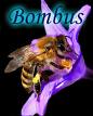 Bombus[1]